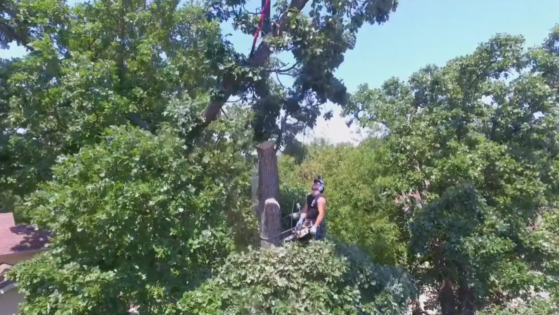 Tree cabling and bracing in progress on a large tree in Rome, GA