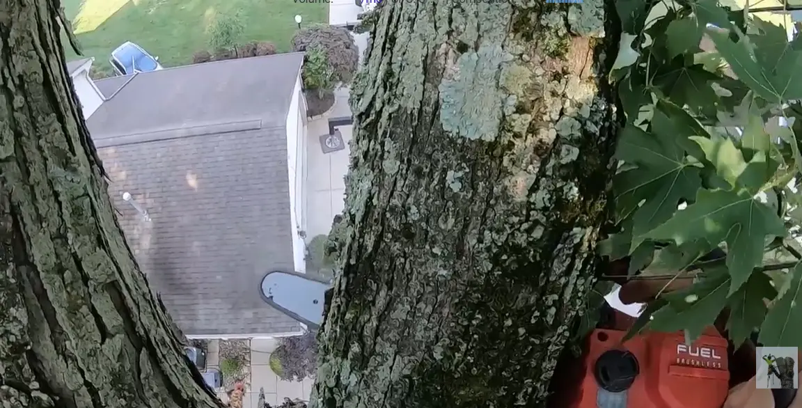 Climber cutting a large trunk only a few feet from the side of a house