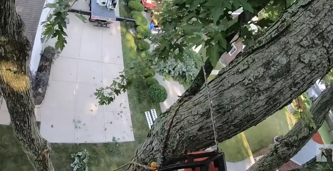 Tree trunk section seen from high in a tree above a paved driveway