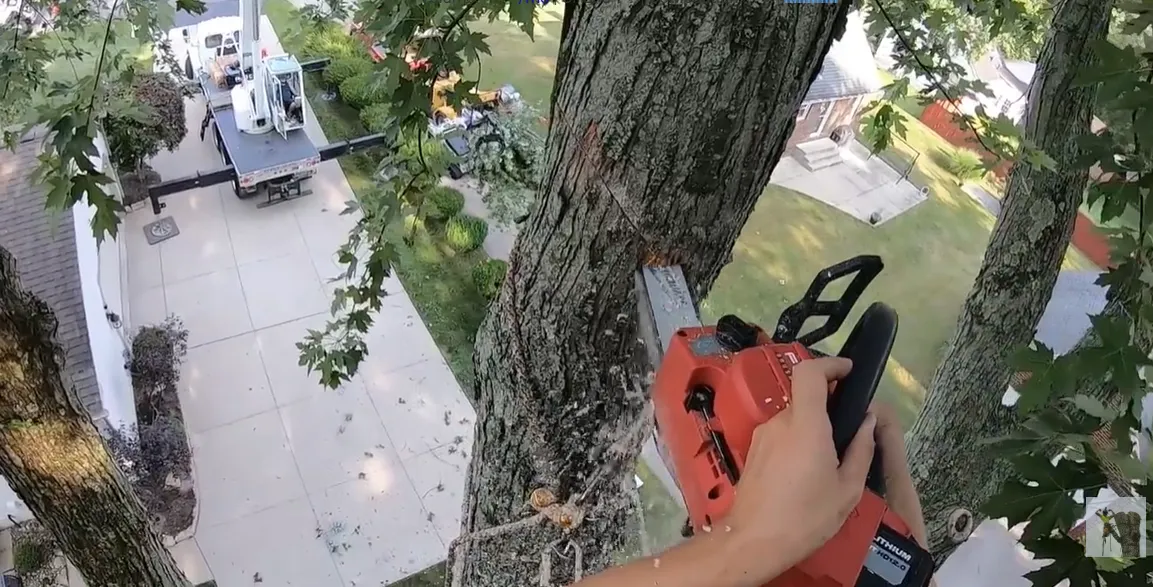 Climber with a red chainsaw on a tall trunk high above a driveway