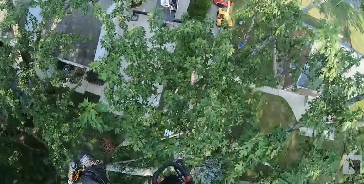 Leafy tree canopy spreading over the roof of a neighboring house