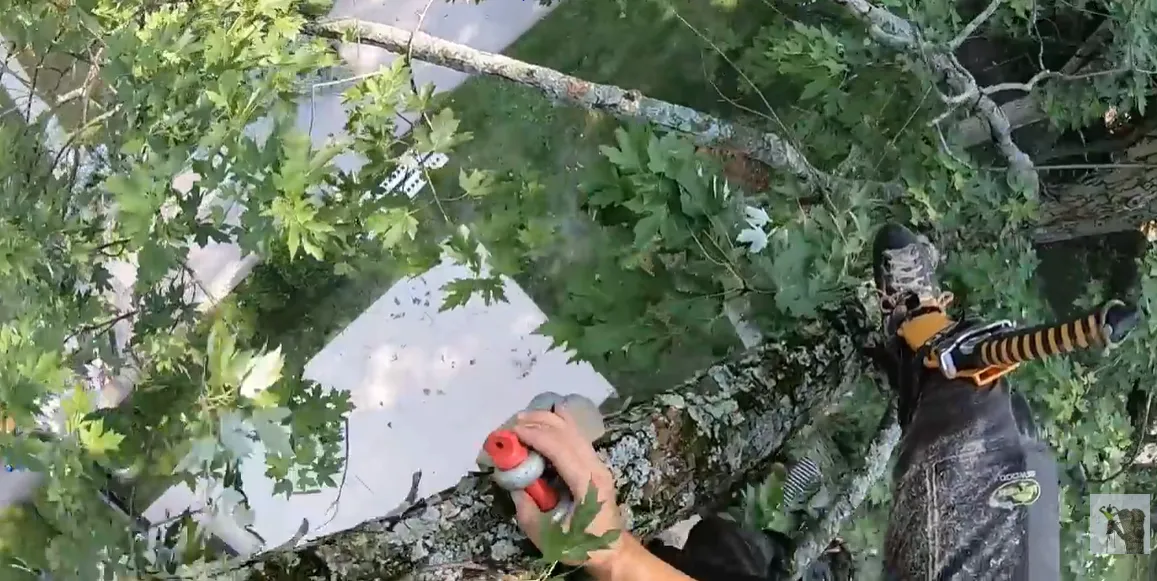 Hand pruning saw cutting a small limb high in a tree