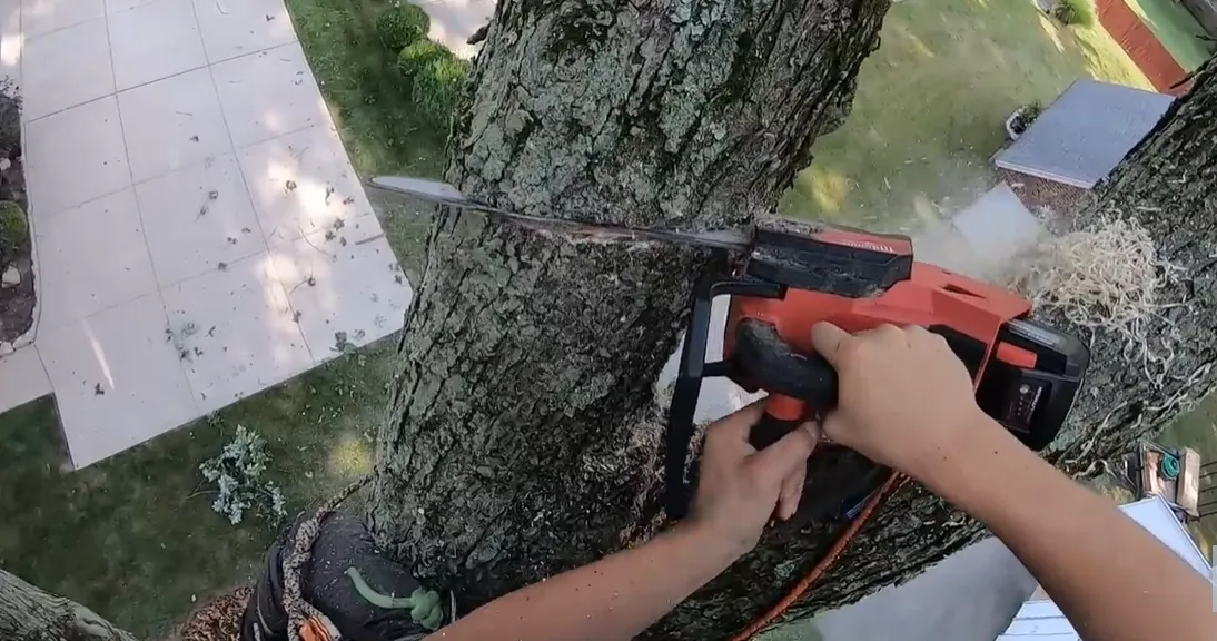 Red chainsaw cutting through a large tree limb up in the canopy