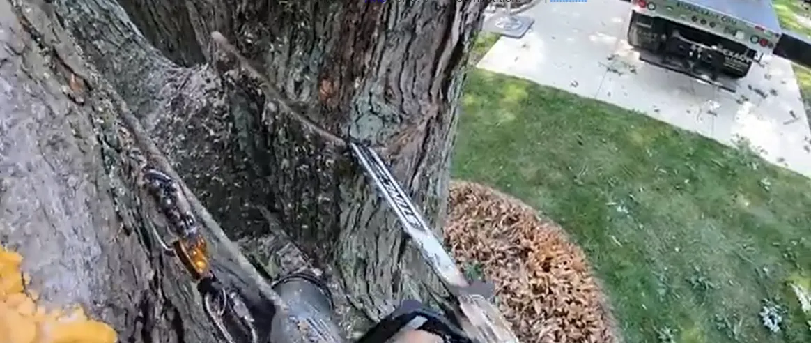 Chainsaw bar buried in a thick trunk with sawdust piled at the base