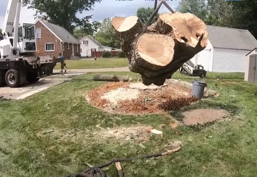 Large trunk piece lifted off a freshly cut stump area covered in wood chips