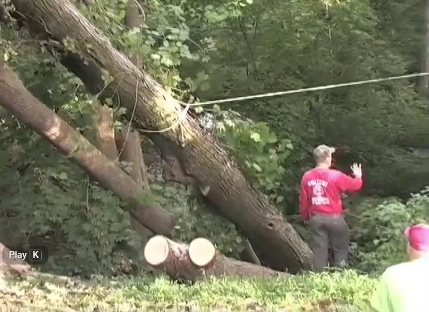 Tree worker standing beside leaning trees and cut log rounds on a rural lot