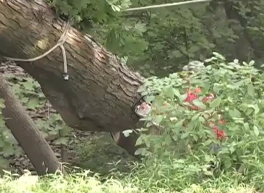 Heavy leaning tree trunk tied off with a rigging rope above shrubs