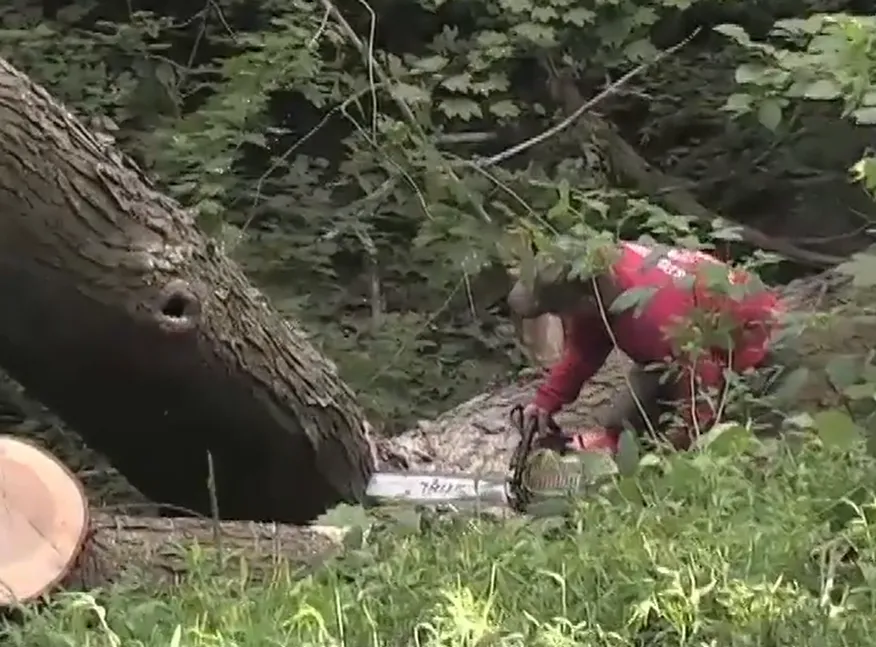 Worker using a chainsaw to cut up a fallen tree trunk on a wooded slope
