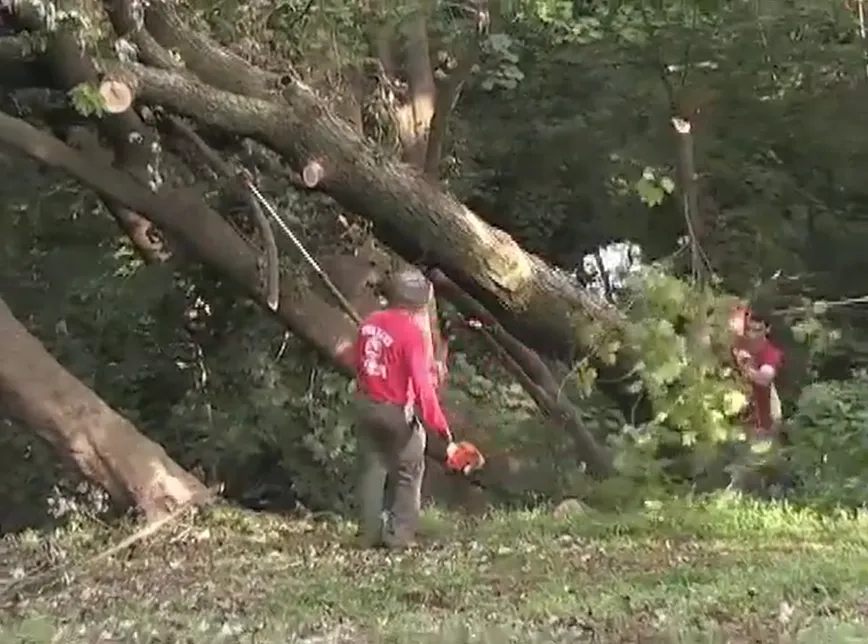 Tree worker in a red shirt rigging a group of dangerous leaning trees