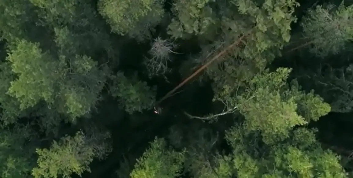 Aerial view of a dense hardwood and pine tree canopy