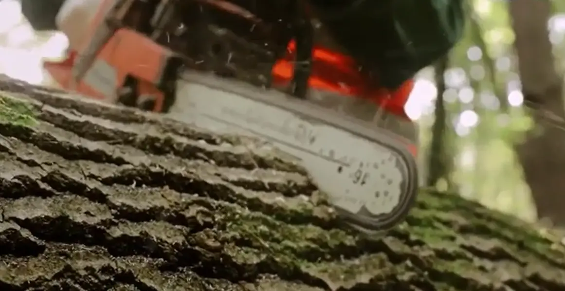 Close-up of a chainsaw bar cutting into rough tree bark
