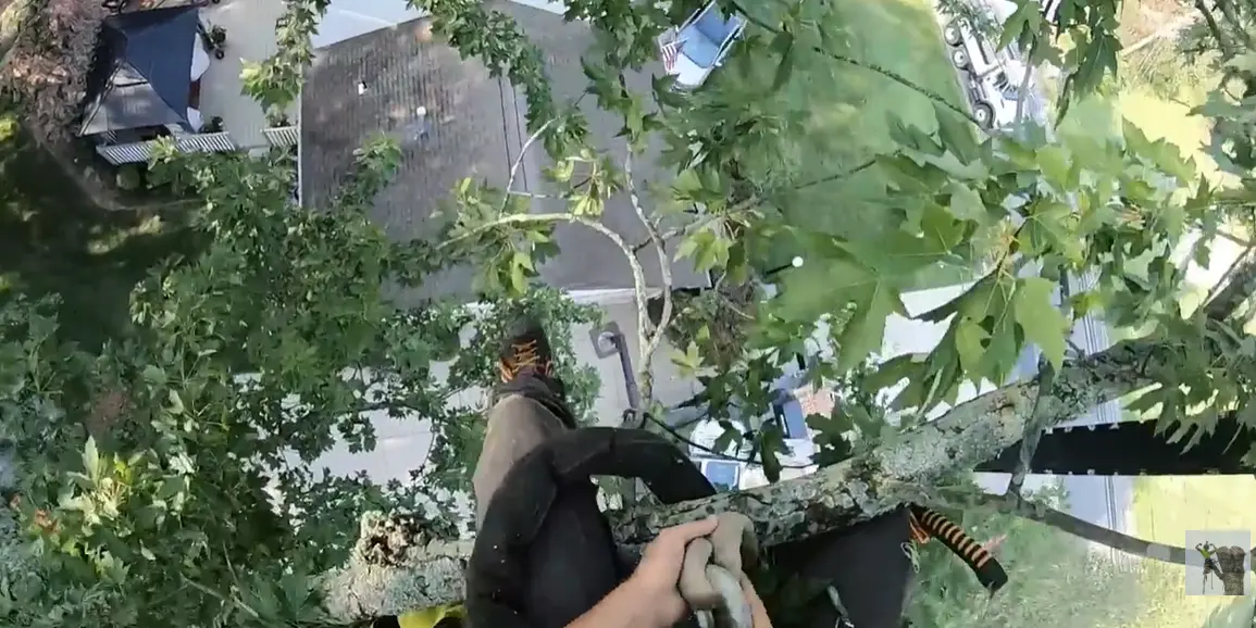 Climber in harness working high in a tree directly above a house roof