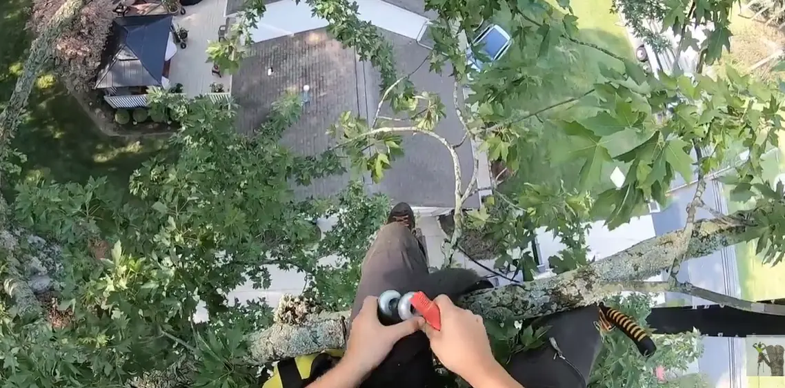 Climber tied in on a large limb while trimming a tree above a house