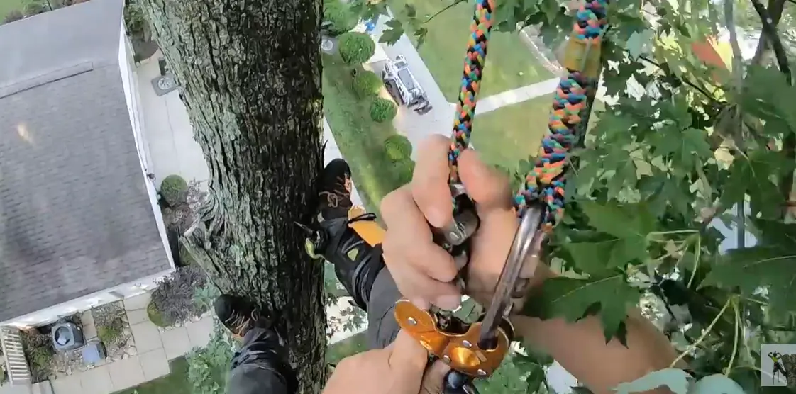 Arborist's hands on climbing rope and rope hardware against a tree trunk